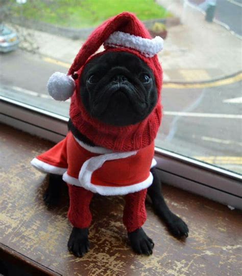 Cute black pug in a santa costume! | Pugs, Black pug, Santa costume