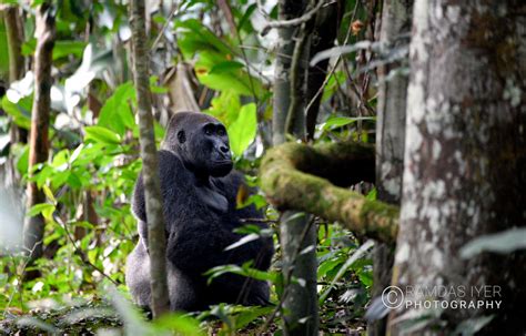 Congo Wildlife – Ramdas Iyer Photography