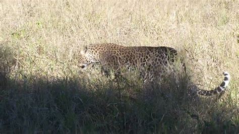 Leopard hunting prey - 6/16/10 - YouTube