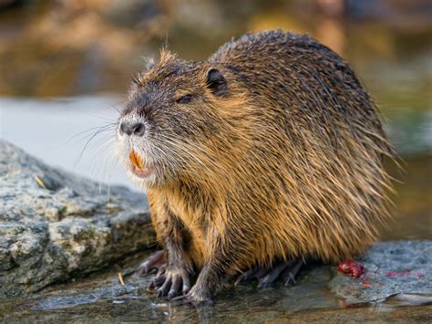 Ask John Neely Bryan: Nutria, the Furry Menace in Our Dallas Waterways - D Magazine