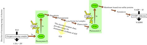 Fotosíntesis - Photosynthesis - abcdef.wiki