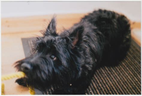 Scottish Terrier Mix Breeds: 21 of the Most Adorable (w/ Pics)