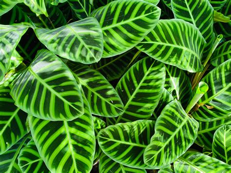 Calathea zebrina Care Guide (Calathea Zebra Advice)