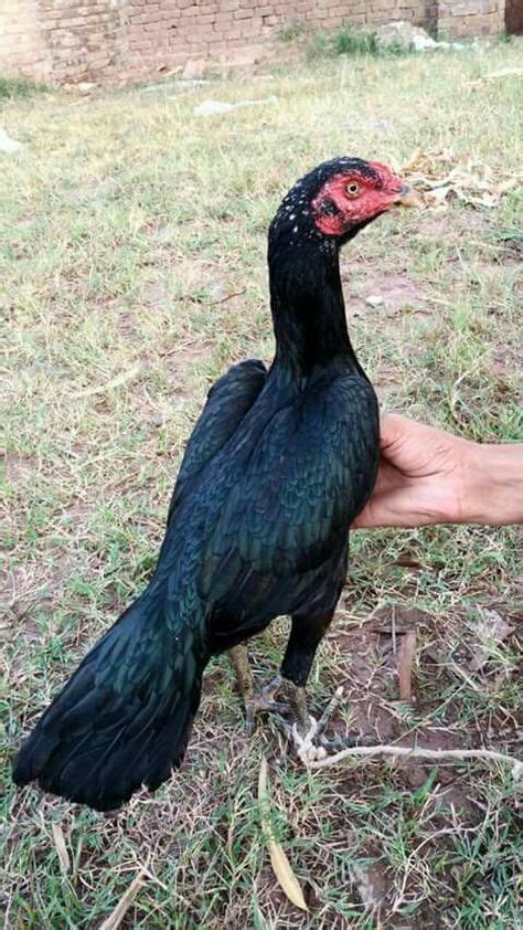 30 Aseel ideas | chicken breeds, game fowl, chickens