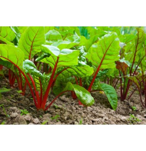 Buy Beetroot Leaves Online in Bangalore at Low Price - Healthy Buddha