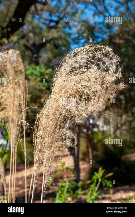 Miscanthus sinensis zebrina hi-res stock photography and images - Alamy