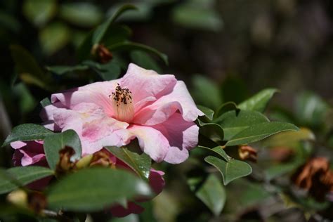 Pink Camellia Flower Free Stock Photo - Public Domain Pictures