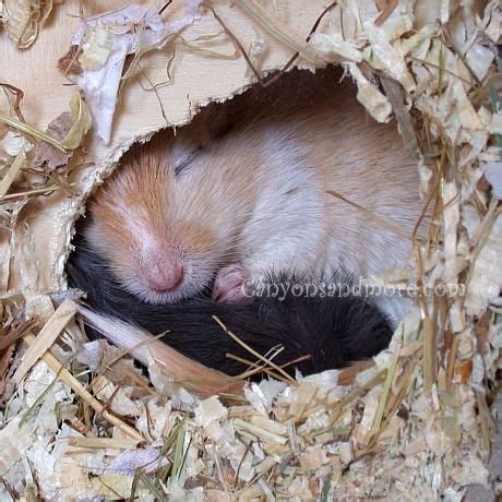 Sleeping Gerbils - How precious is this? | Gerbil, Pretty animals, Super cute animals