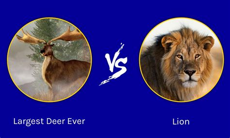 Epic Battles: The Largest Deer Ever vs. a Lion - A-Z Animals