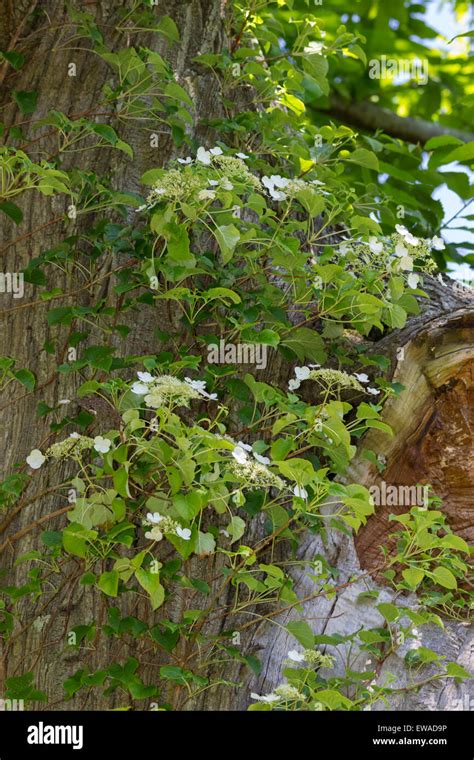 Climbing hydrangea hydrangea petiolaris hi-res stock photography and images - Alamy