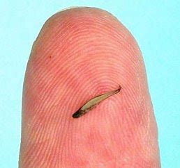 Fish Index: Paedocypris progenetica (The World's Smallest Fish)