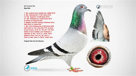 This Racing Pigeon From Belgium Is The Most Expensive Pigeon, Fetching €1.3 Million