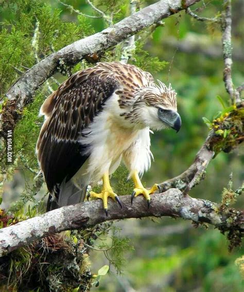 Largest and rarest eagle in the world. The Philippine Eagle. - 9GAG