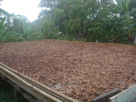 Cocoa Beans Fermentation Process | Cocoa Producers