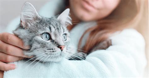 Happy Together! 10 Purrfect Cat and Human Bond Stories