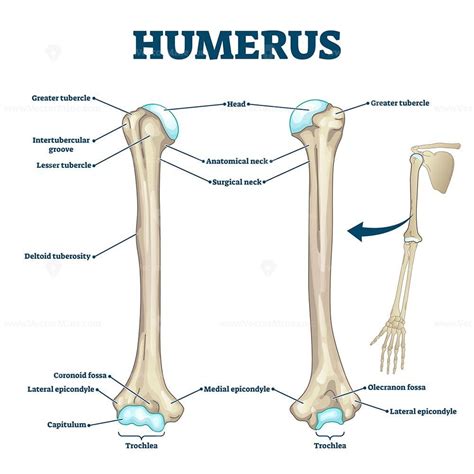 Description: Humerus bone labeled vector illustration diagram. Long ...