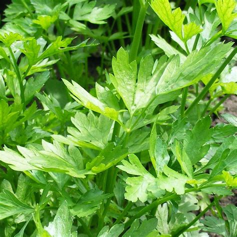 Apium graveolens Celery Leaf | Buy Herb Seeds