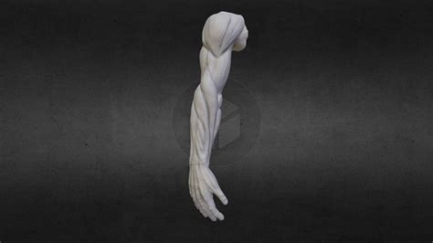 Arm Anatomy - 3D model by Nick.R.Girard [bd14383] - Sketchfab