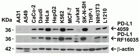 PD-L1 Antibody - Cat. No. 4059 | ProSci