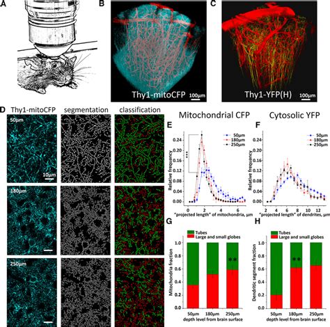 Intravital two-photon imaging of neuronal mitochondria. A, Schematic ...