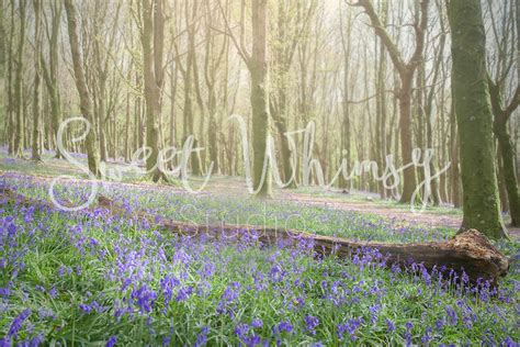 4 Bluebell Forest Digital Backdrops Photoshop Digital Backgrounds Forest Backdrops Composite ...