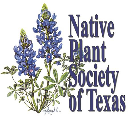 Native Plant Society of Texas: 40th Anniversary | Art&Seek | Arts, Music, Culture for North Texas