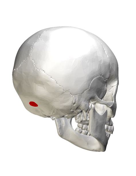 External occipital protuberance: a site for attachment of muscles and ligaments | Body bones ...