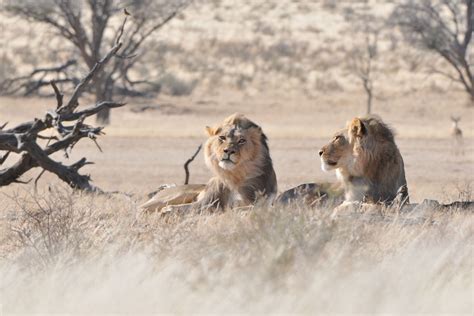 Kruger Lions: Who really cares about conservation? – Peter Flack ...