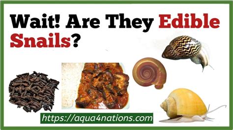 How To Identify Edible Snails - Aqua4Nations