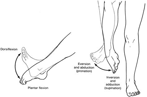 Ankle sprains: what are they and how do you treat them? - Bangalow Physiotherapy