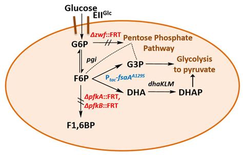 Fructose 6 Phosphate Glycolysis