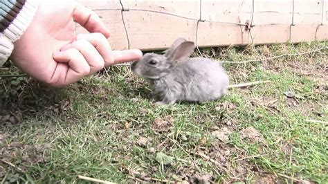 Baby Gray Bunny - YouTube