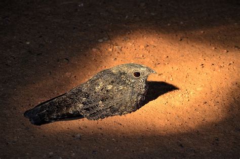 European Nightjar - a photo on Flickriver