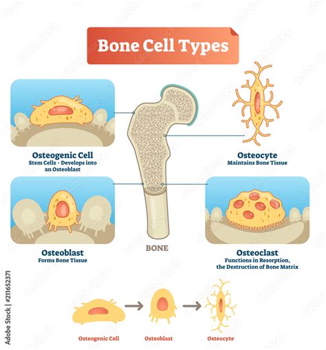 Vector illustration bone cell types diagram. Scheme of osteogenic cell, osteoblast, osteocyte ...