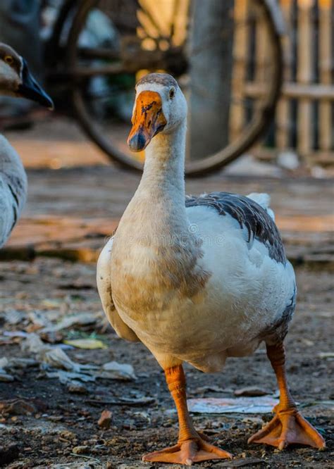 Swans or Raj Hash are Birds of the Family Anatidae Stock Image - Image of background, blue ...