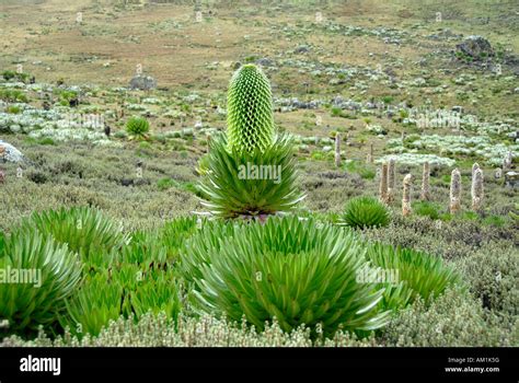 Lobelia deckenii keniensis hi-res stock photography and images - Alamy