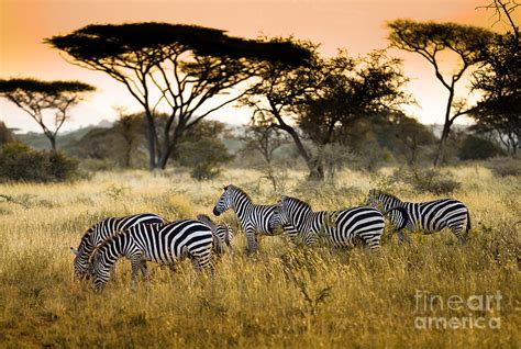 Herd Of Zebras On The African Savannah Photograph by Andrzej Kubik ...