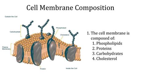 Chapter Transport of Substances across the Cell Membrane - ppt download