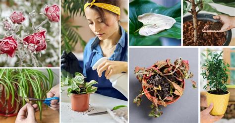 12 Hacks That Will Bring Back Any Dying Plant to Life