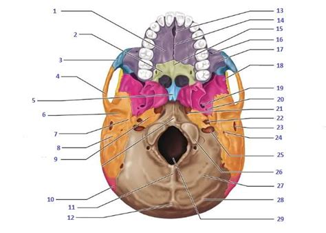 FIXED--Inferior View of the Skull (mandible removed) Diagram | Quizlet