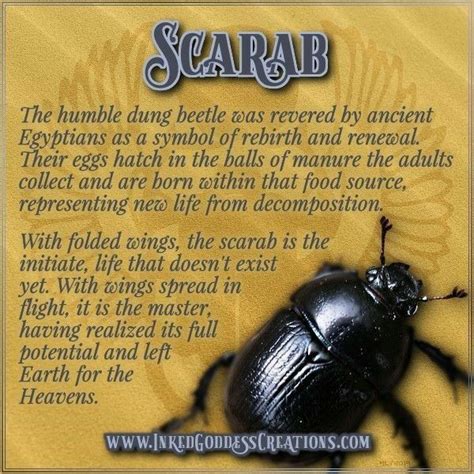 Scarab Beatle | Scarab, Scarab beetle meaning, Animal symbolism