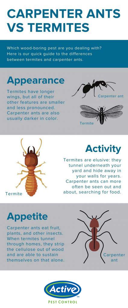 Carpenter Ant vs Termite | Active Pest Control - Pest Control and Exterminator Services