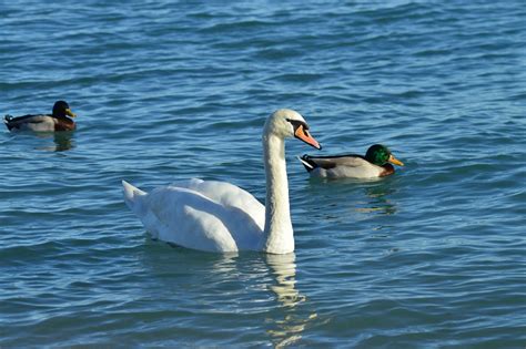 Swan Ducks Lake White - Free photo on Pixabay - Pixabay