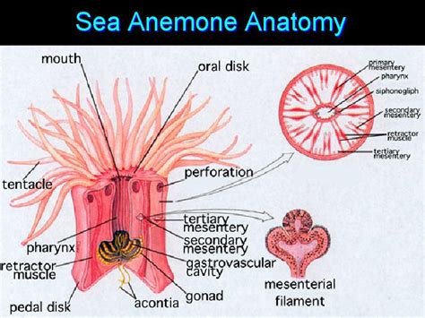 Diagram Of A Sea Anemone