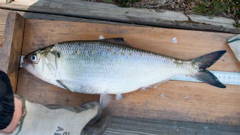 Alosa sapidissima – Fishes of North Carolina