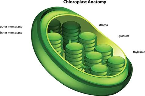 What Is The Function Of Chloroplasts In A Leaf Cell | Leafandtrees.org