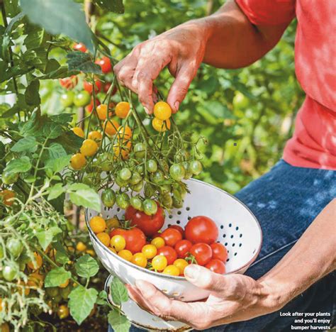 Tomato Growing Tips and Complete Growing Guide - Gardenfrontier