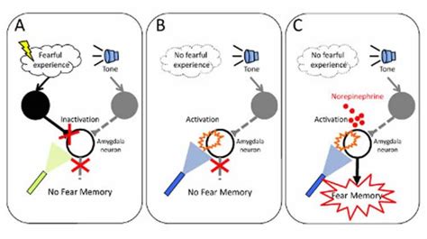 Shedding New Light on the Formation of Emotional Fear Memories ...