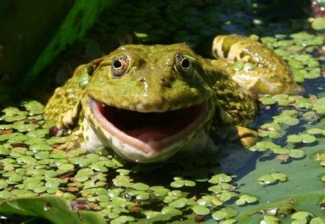 Magical Nature Tour | Nature tour, Laughing animals, African frogs