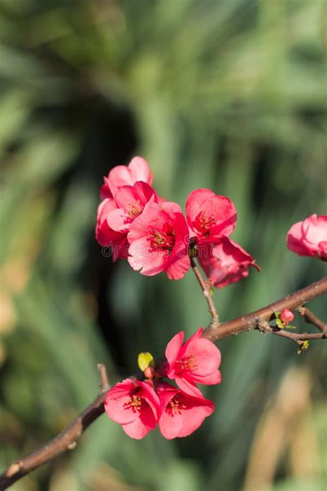 Japanese plum tree stock photo. Image of fragrant, branch - 110565268